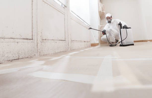 Black mold remediation team in Melrose Park